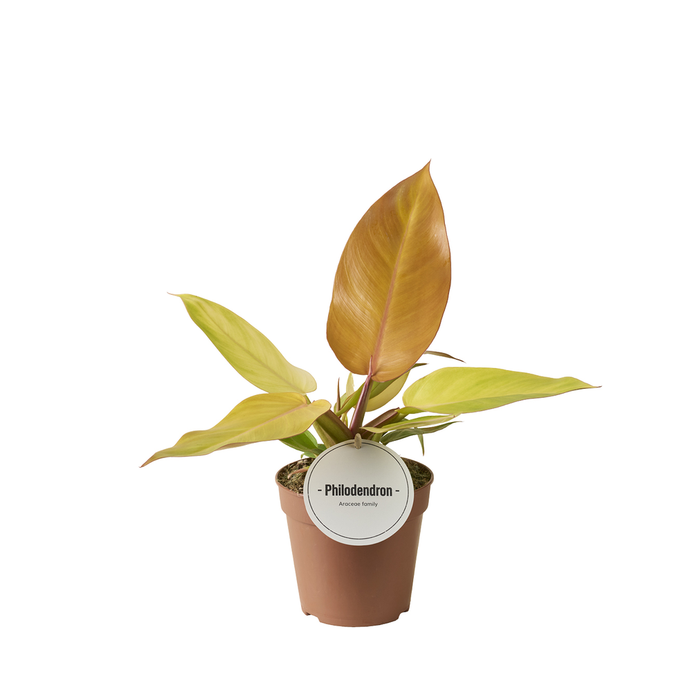 Philodendron Prince of Orange.