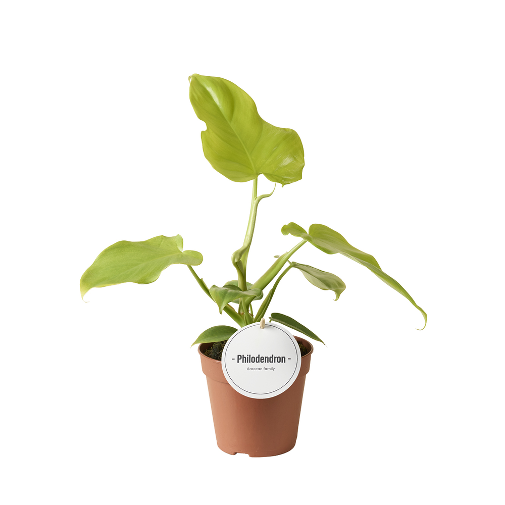 Philodendron Golden Violin.