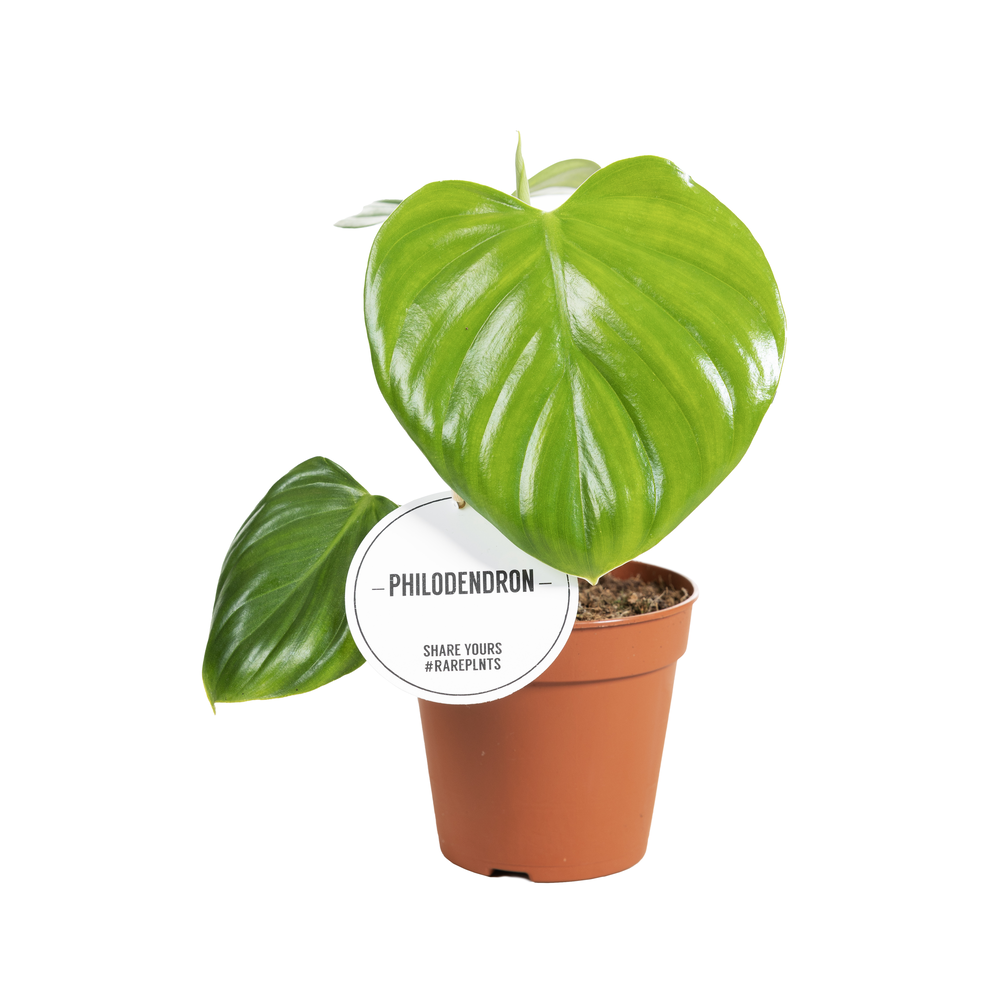 Philodendron Pittieri.