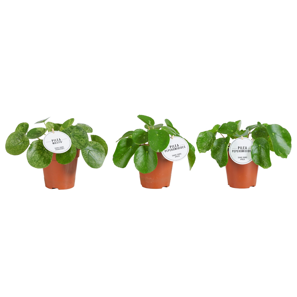 Pilea Peperomioides Variegated Mix.