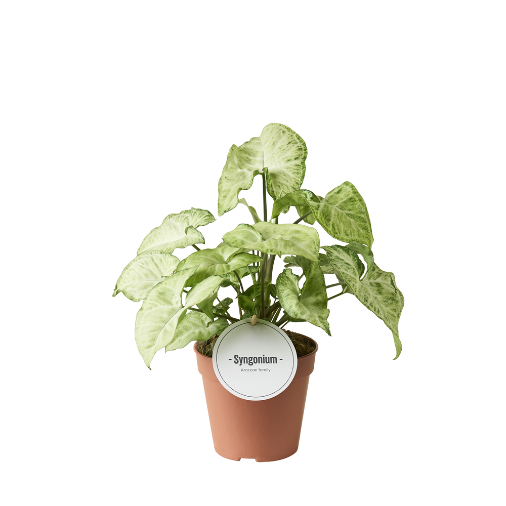Syngonium White Butterfly.