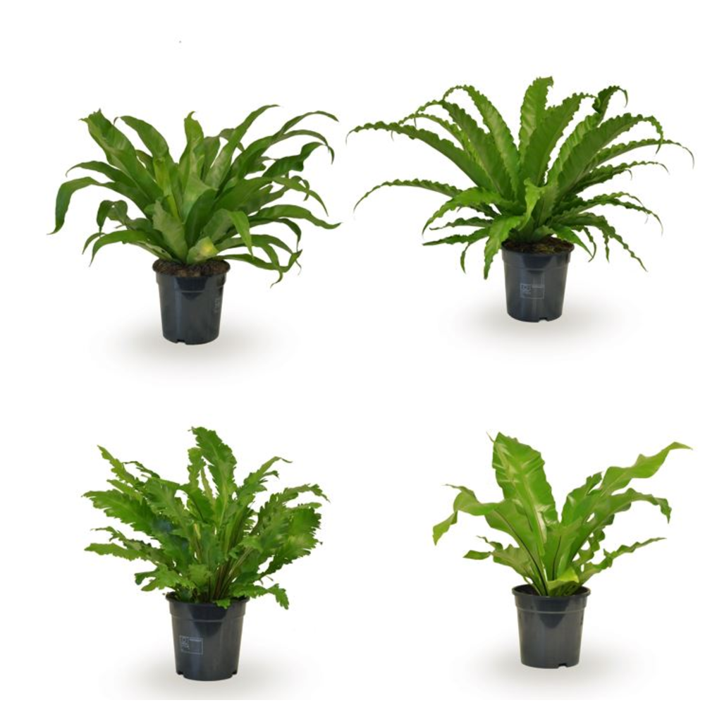 Asplenium gemengd.