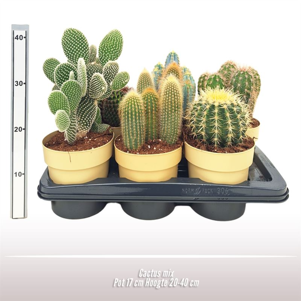 Cactus gemengd.