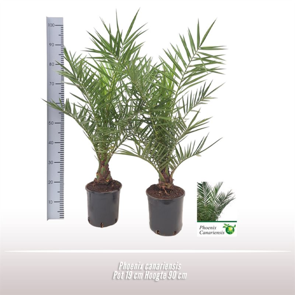 Phoenix canariensis.