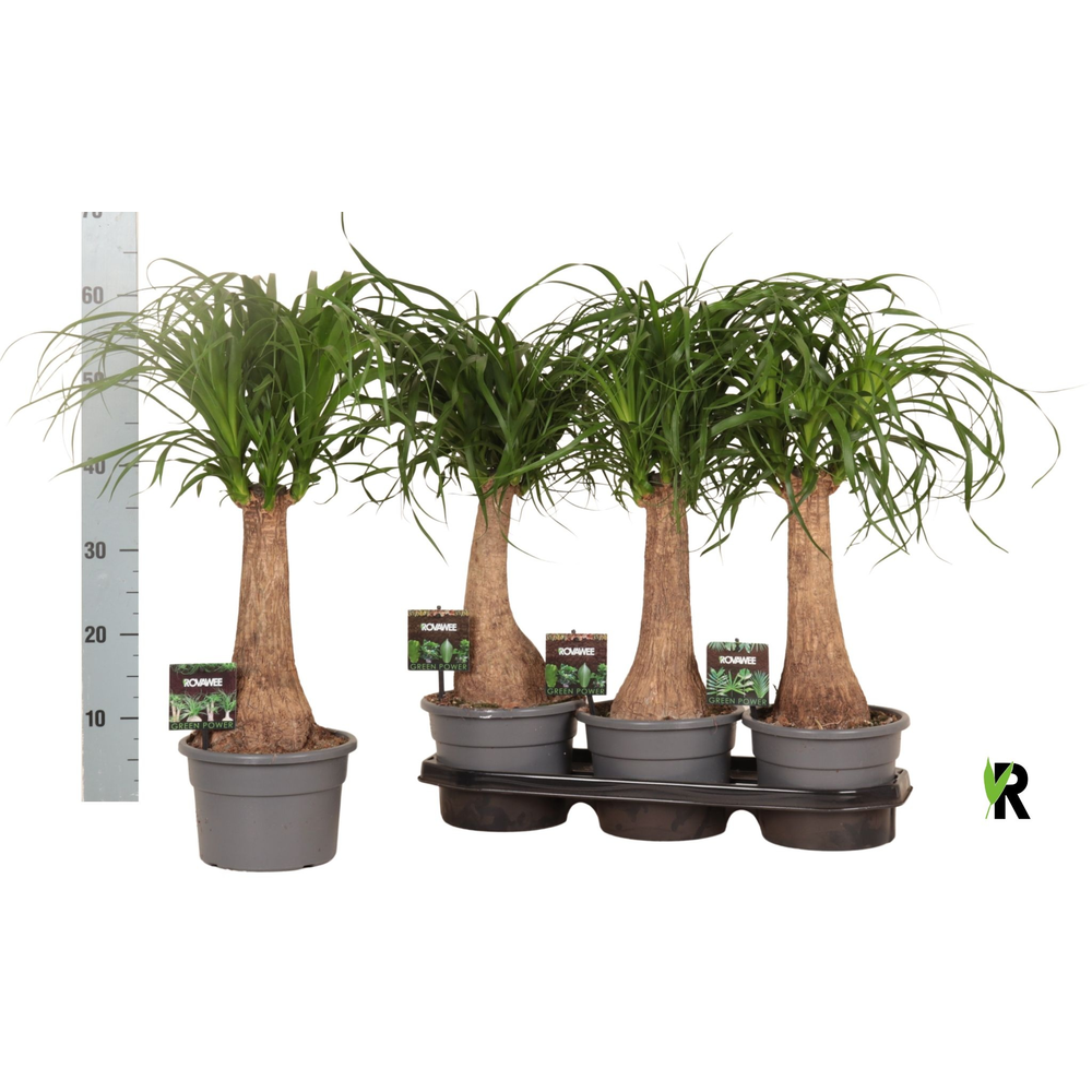 Beaucarnea rec. rechte stam in fust 7319.