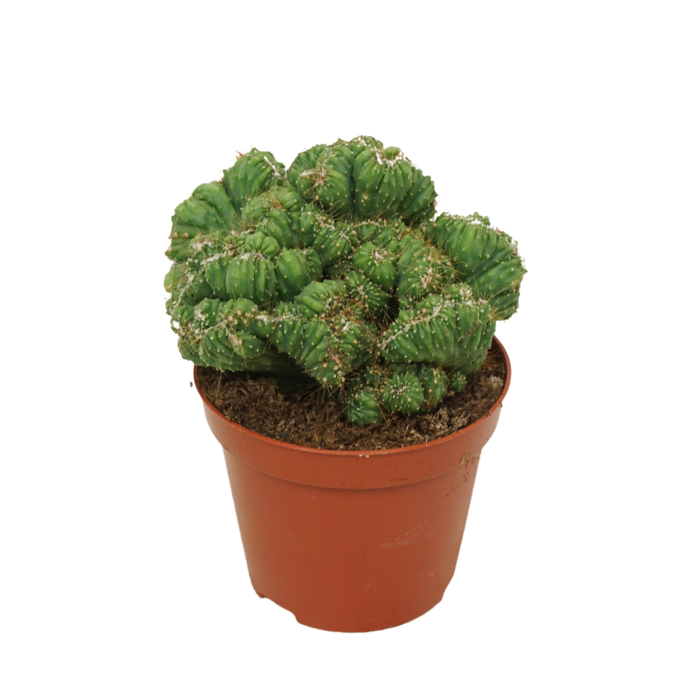 Cereus peruvianus 'Monstrosus' cristata 8,5 cm.