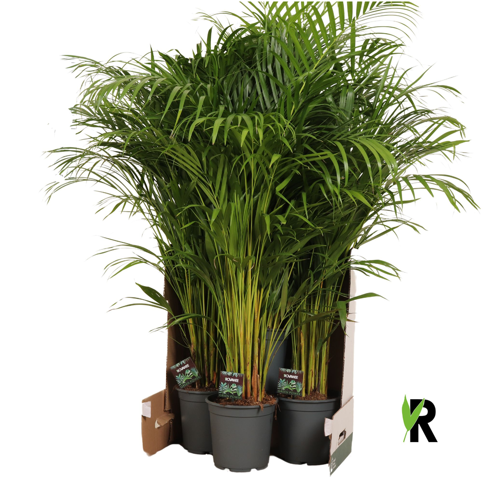 Dypsis lutescens in fust 352.