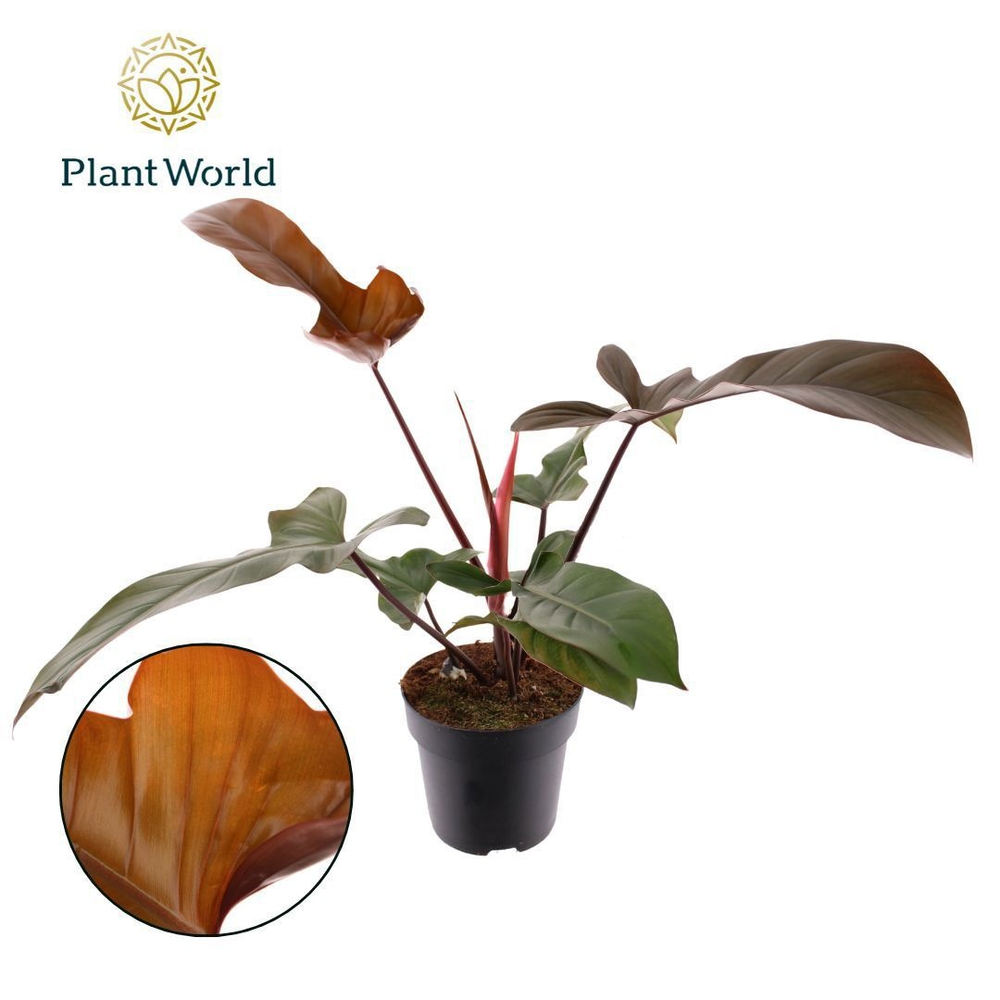 Philodendron Florida Bronze P19.