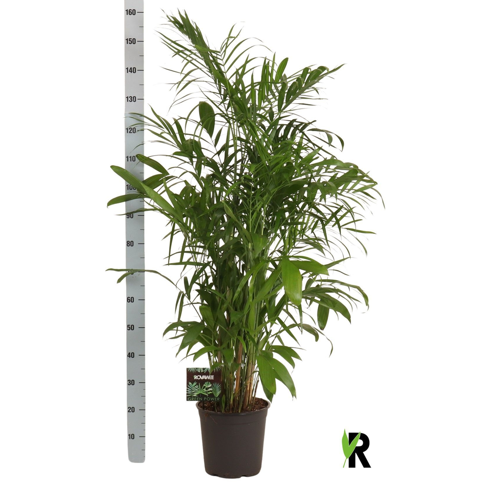 Chamaedorea Seifrizii.