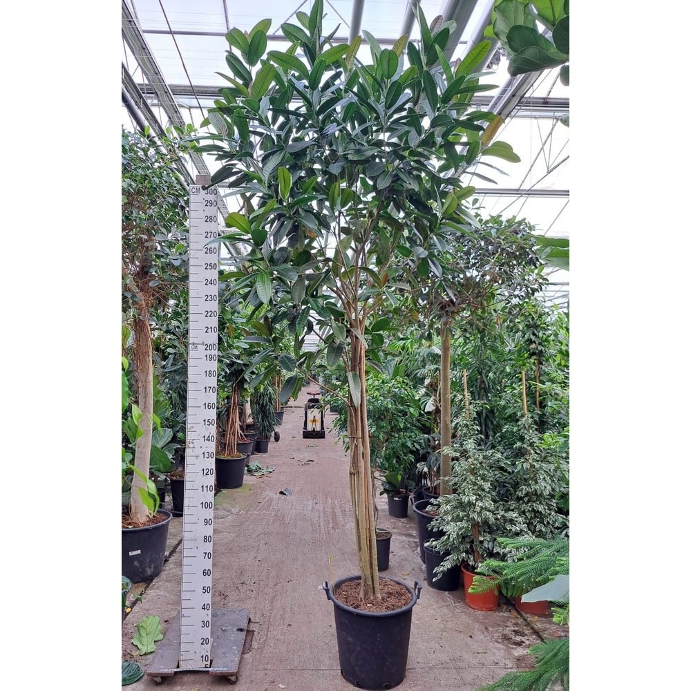 Ficus Tresor multistam 400.