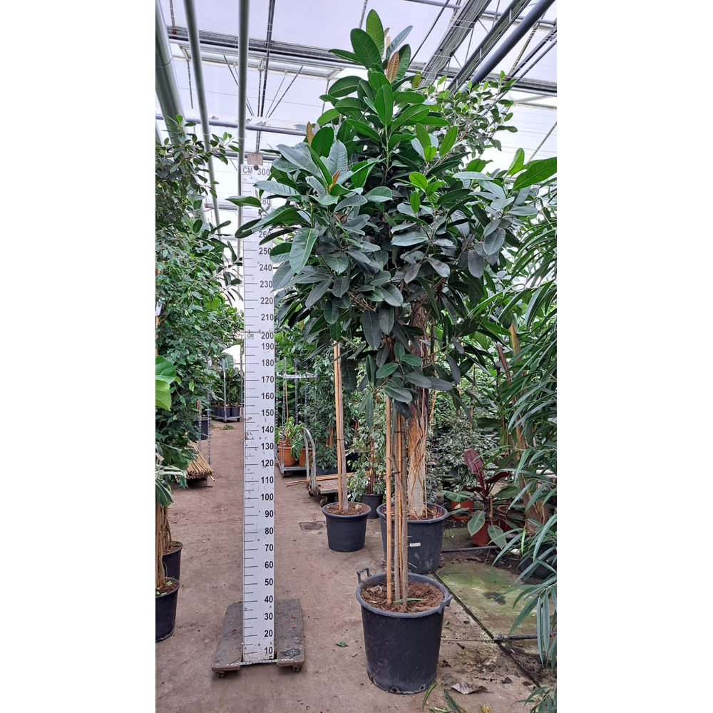 Ficus Tresor multistam 400.