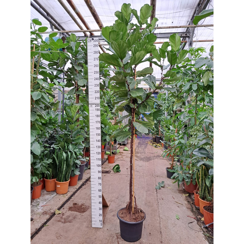 Ficus Lyrata stam 300.