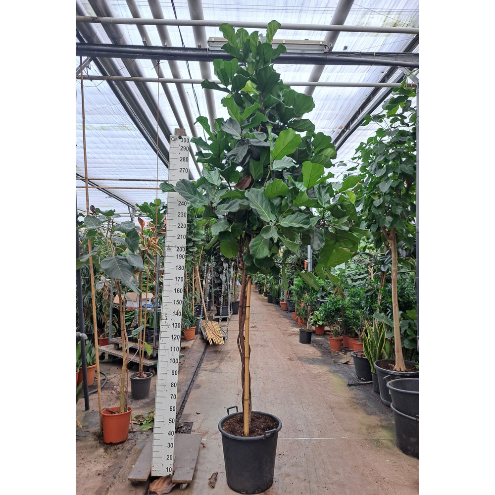 Ficus Lyrata multistam 380.