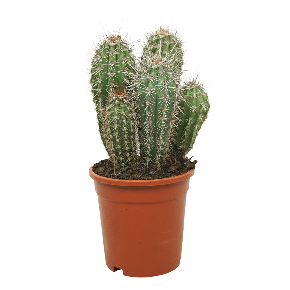 Pachycereus pringlei groep 17 cm.