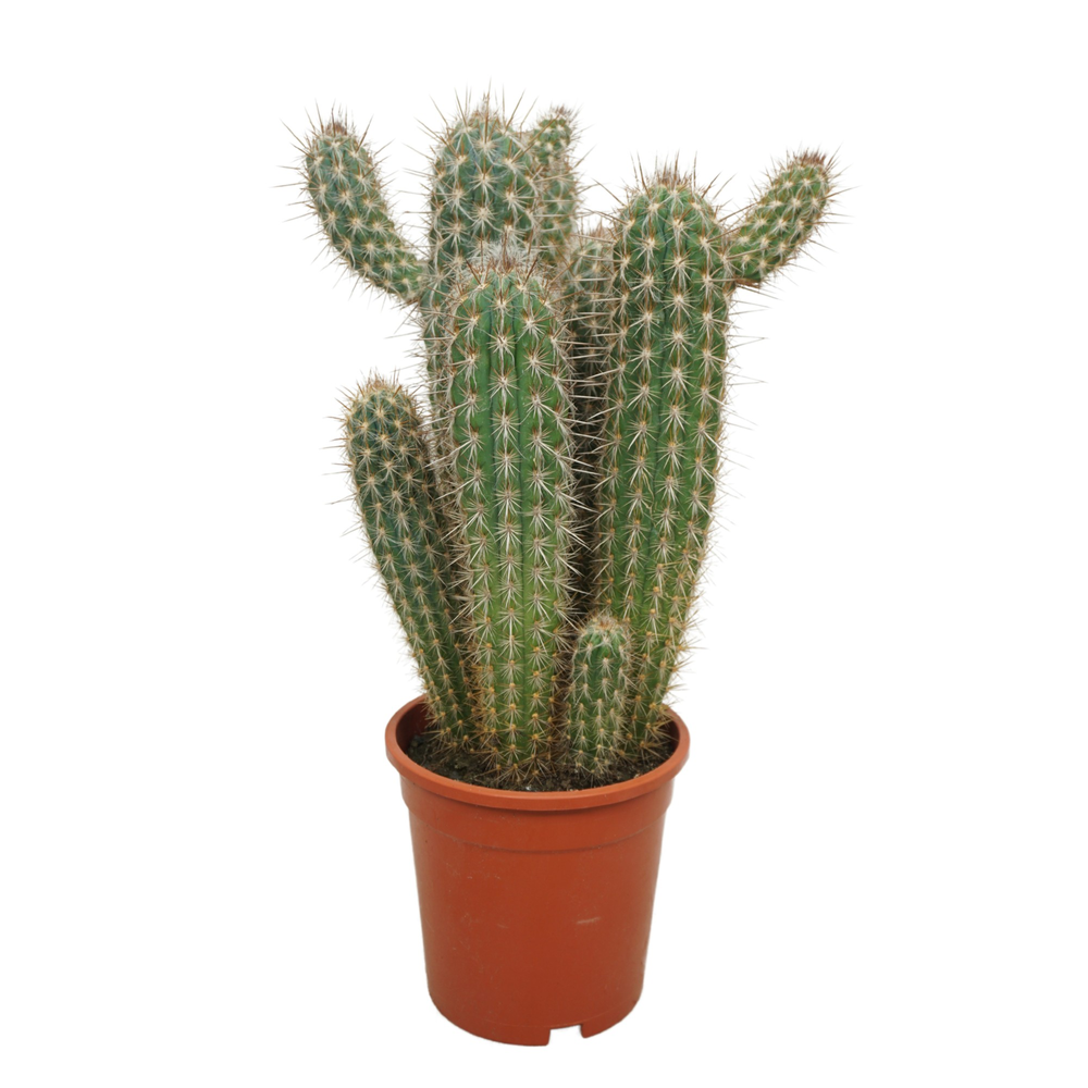 Pilosocereus gounellei 17 cm.