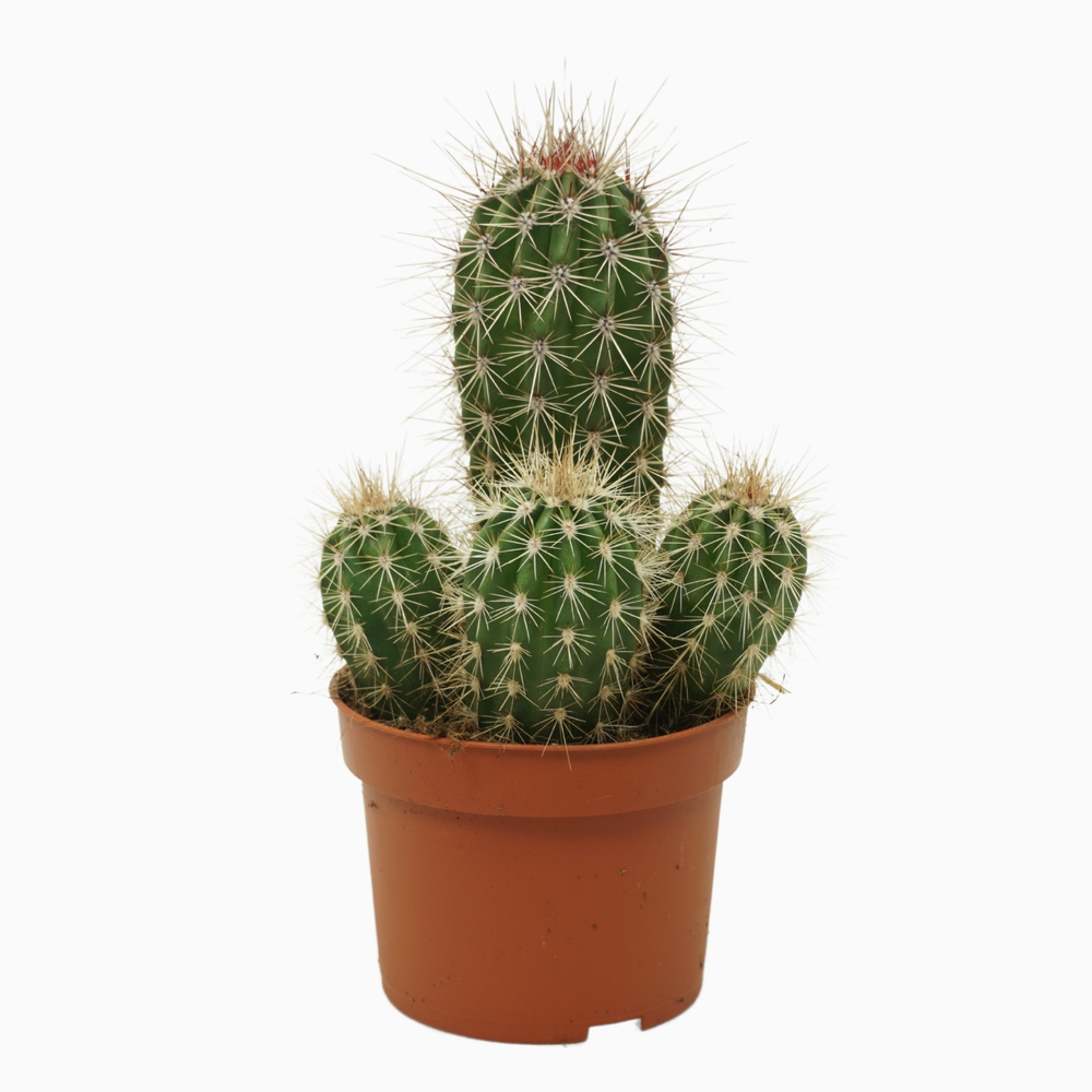 Pachycereus pringlei groep 10,5 cm.
