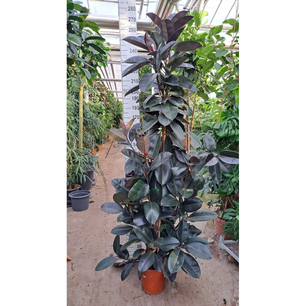 Ficus Elastica Abidjan vertakte toef 250.