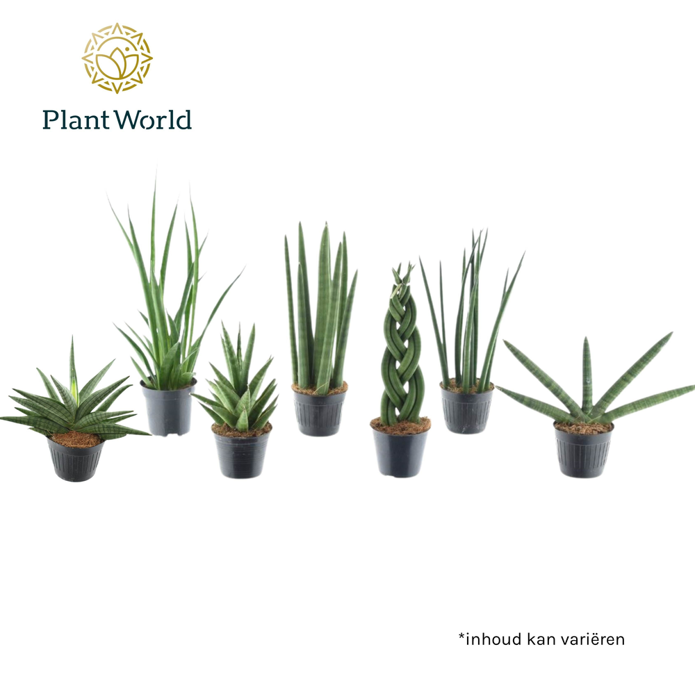 Sansevieria mix Kalahari P10,5.