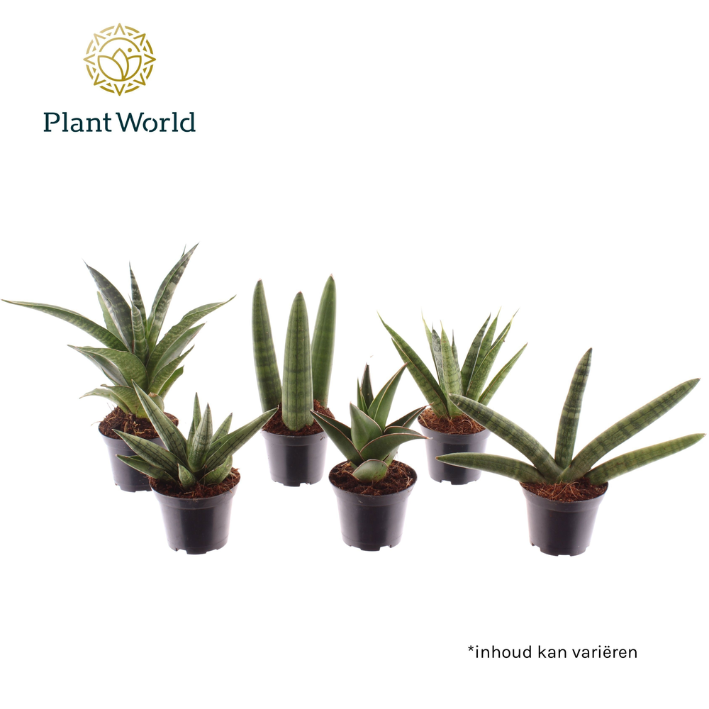 Sansevieria mix Sonora P7.