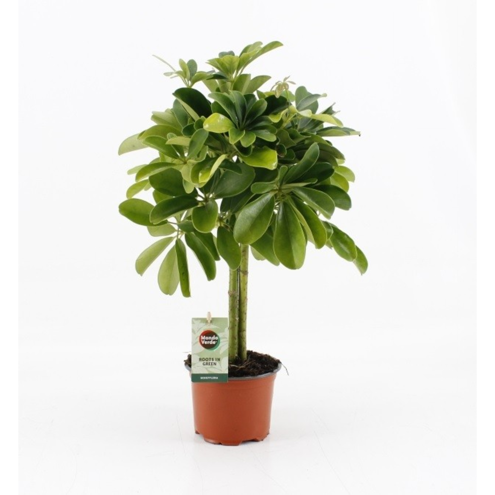 Schefflera compacta Nora.