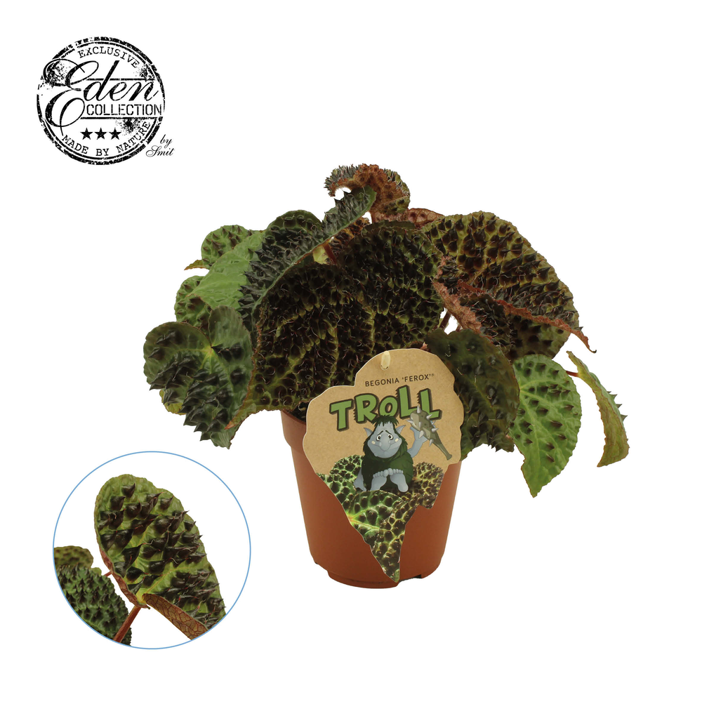 Begonia rex Ferox 12cm.