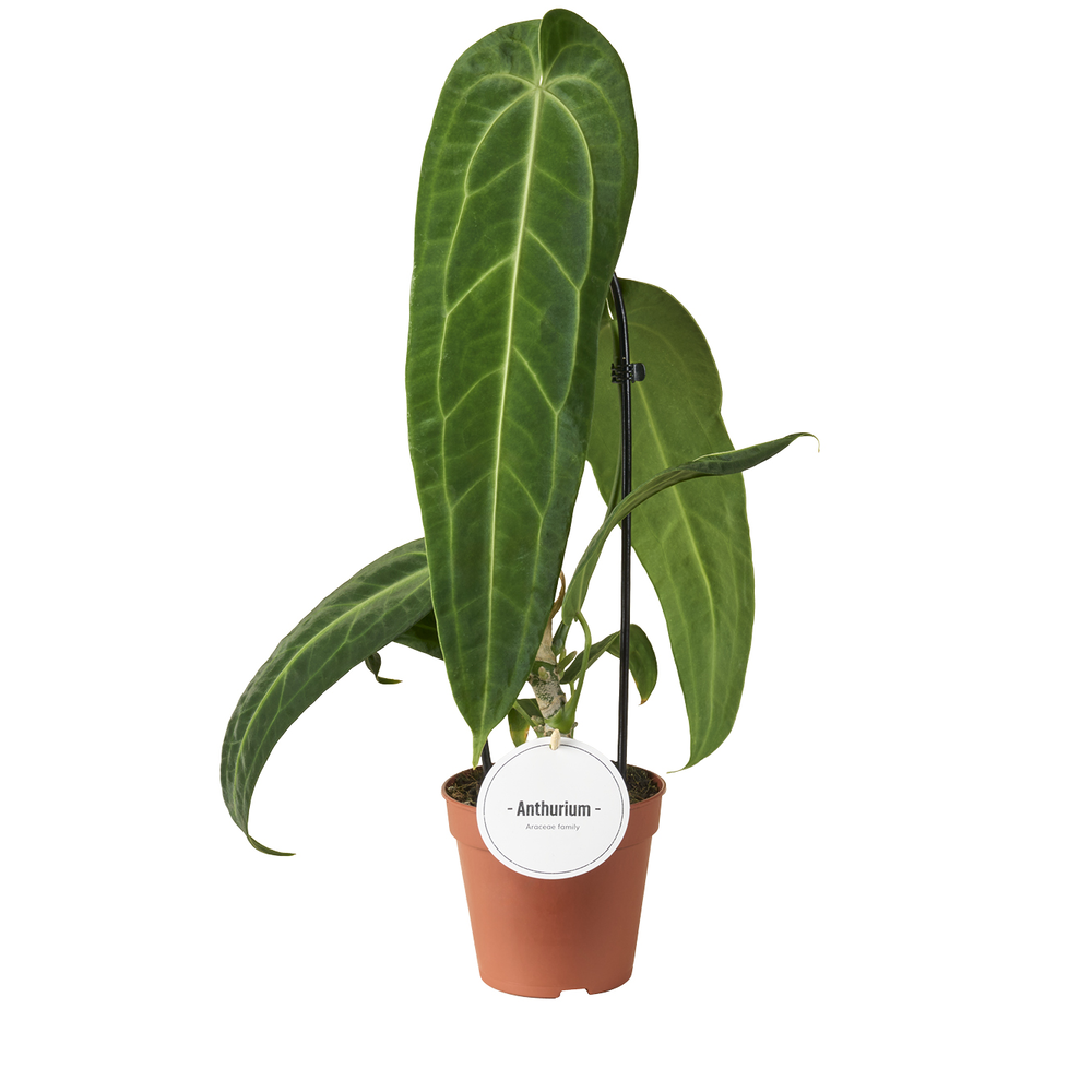 Anthurium Warocqueanum.