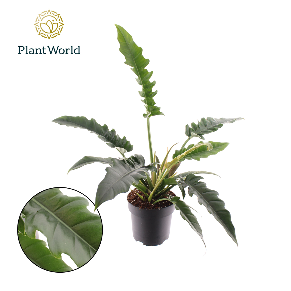 Philodendron Narrow Escape.