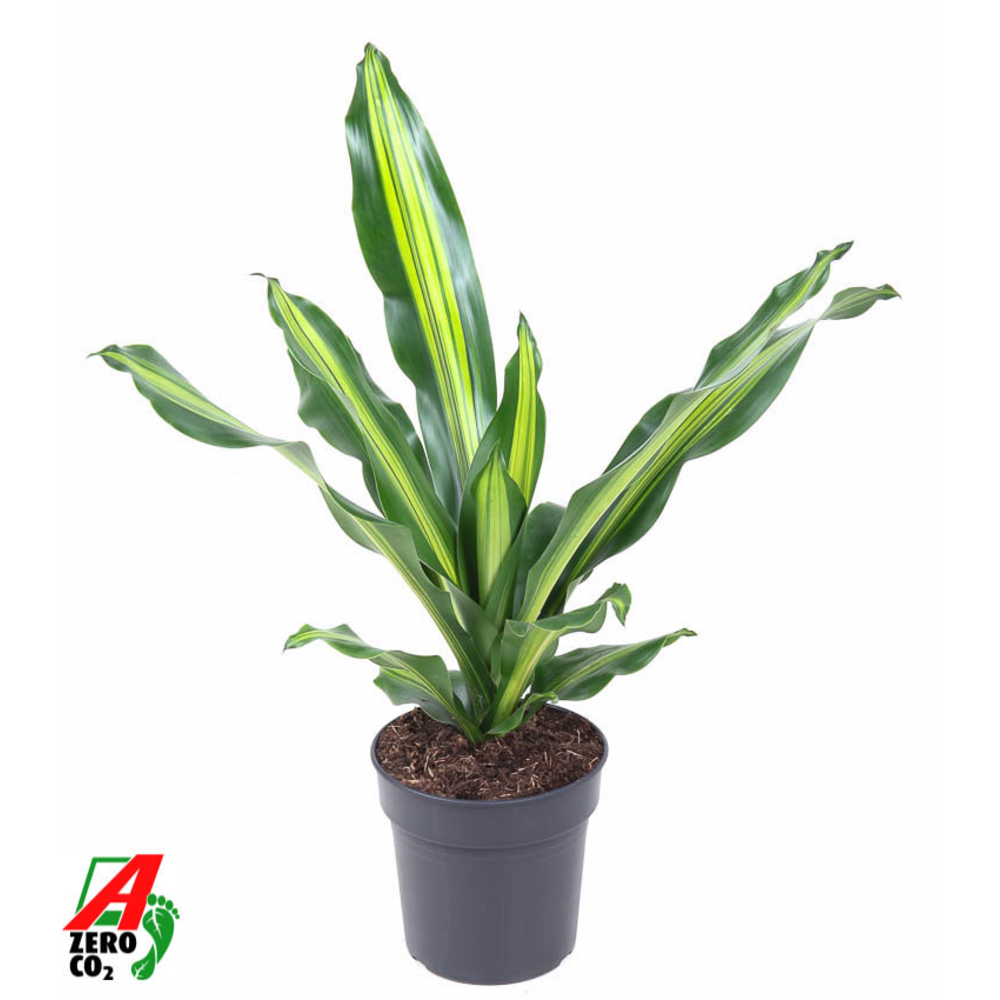 Dracaena Burley kopstek P19.