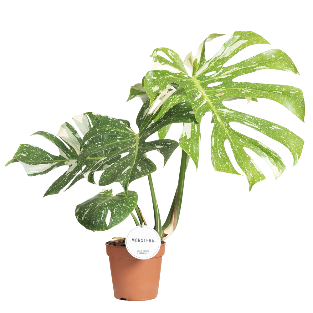 Monstera Thai Constellation.