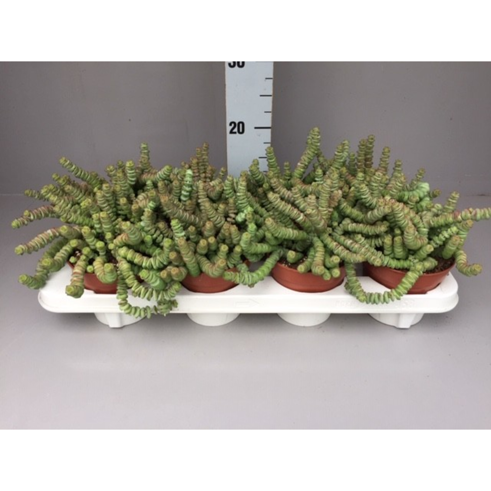 Crassula hottentot.