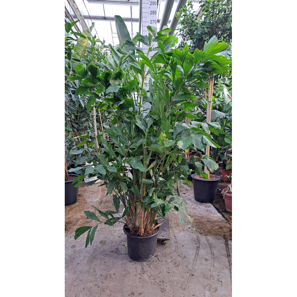 Caryota Mitis bush 240.