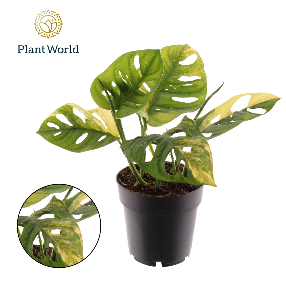 Monstera Variegated Aurea P14.
