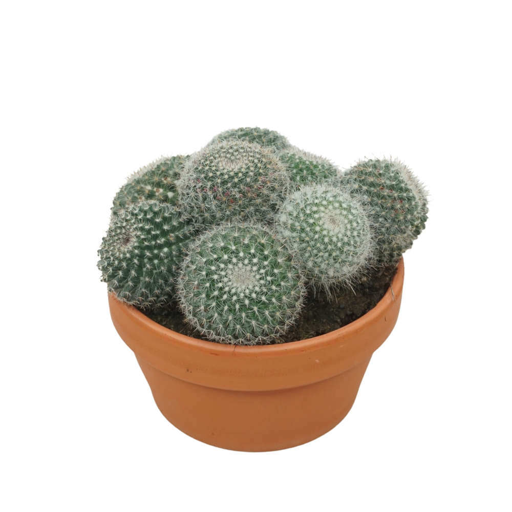 Mammillaria hahniana 17 cm.