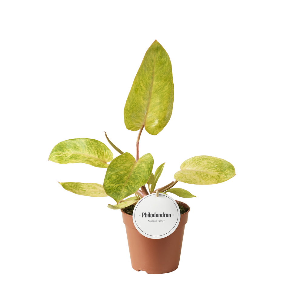 Philodendron Painted Lady.