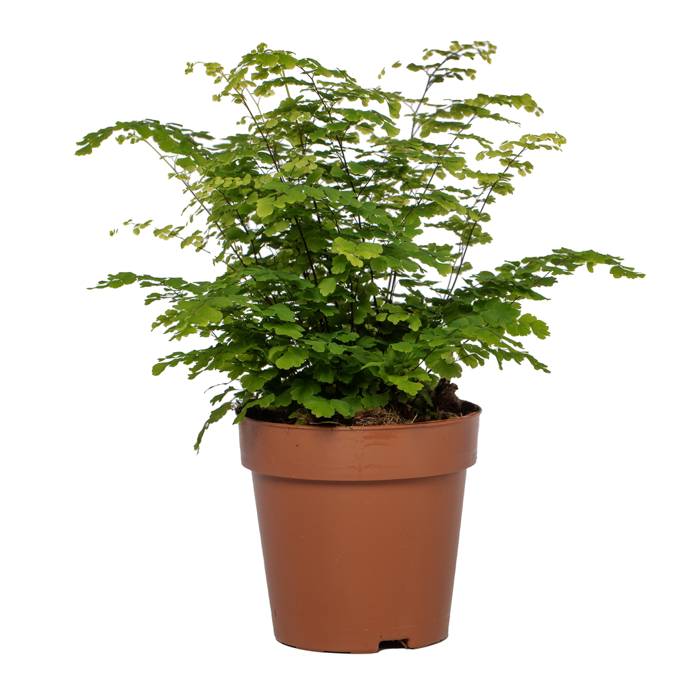 Adiantum Fritz Luthi.