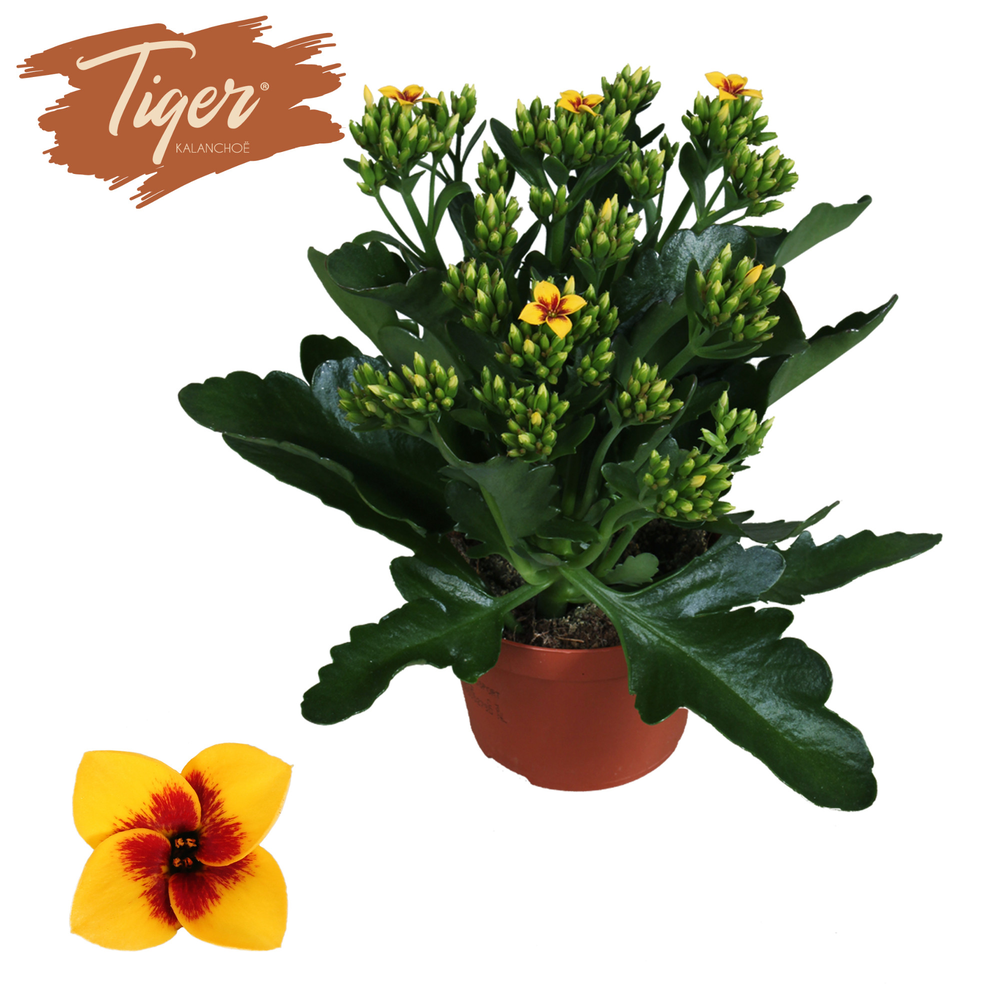 Kalanchoe Tiger - 10,5 cm Yellow.