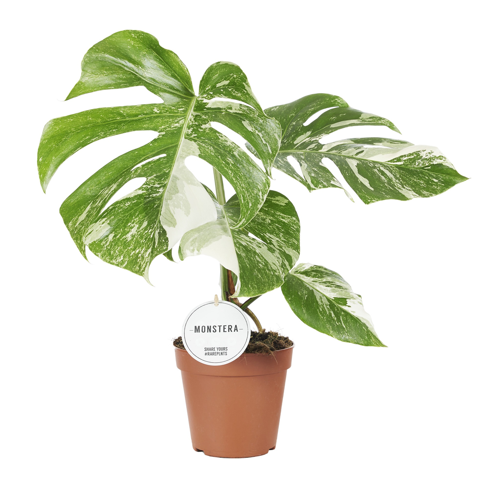 Monstera Deliciosa Variegata.