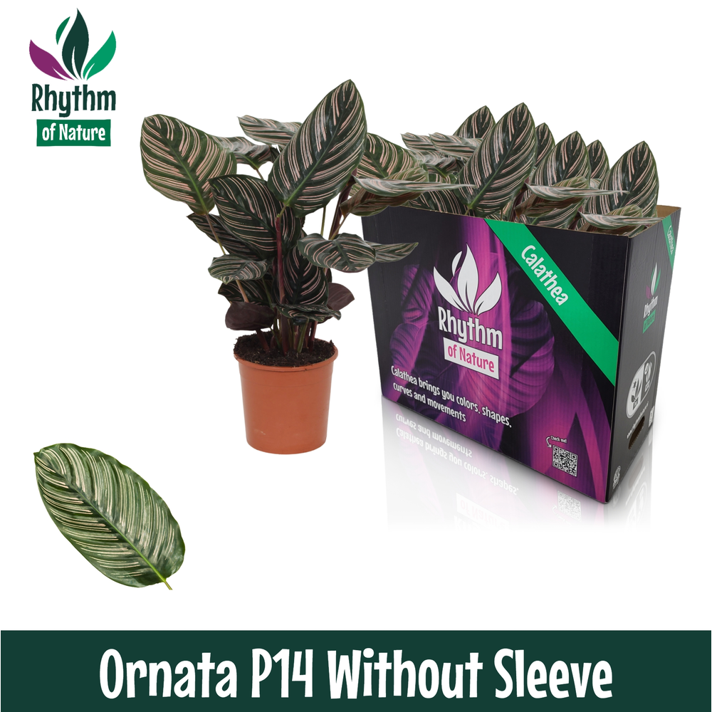 Calathea 14cm Ornata Rhythm of Nature zonder hoes.