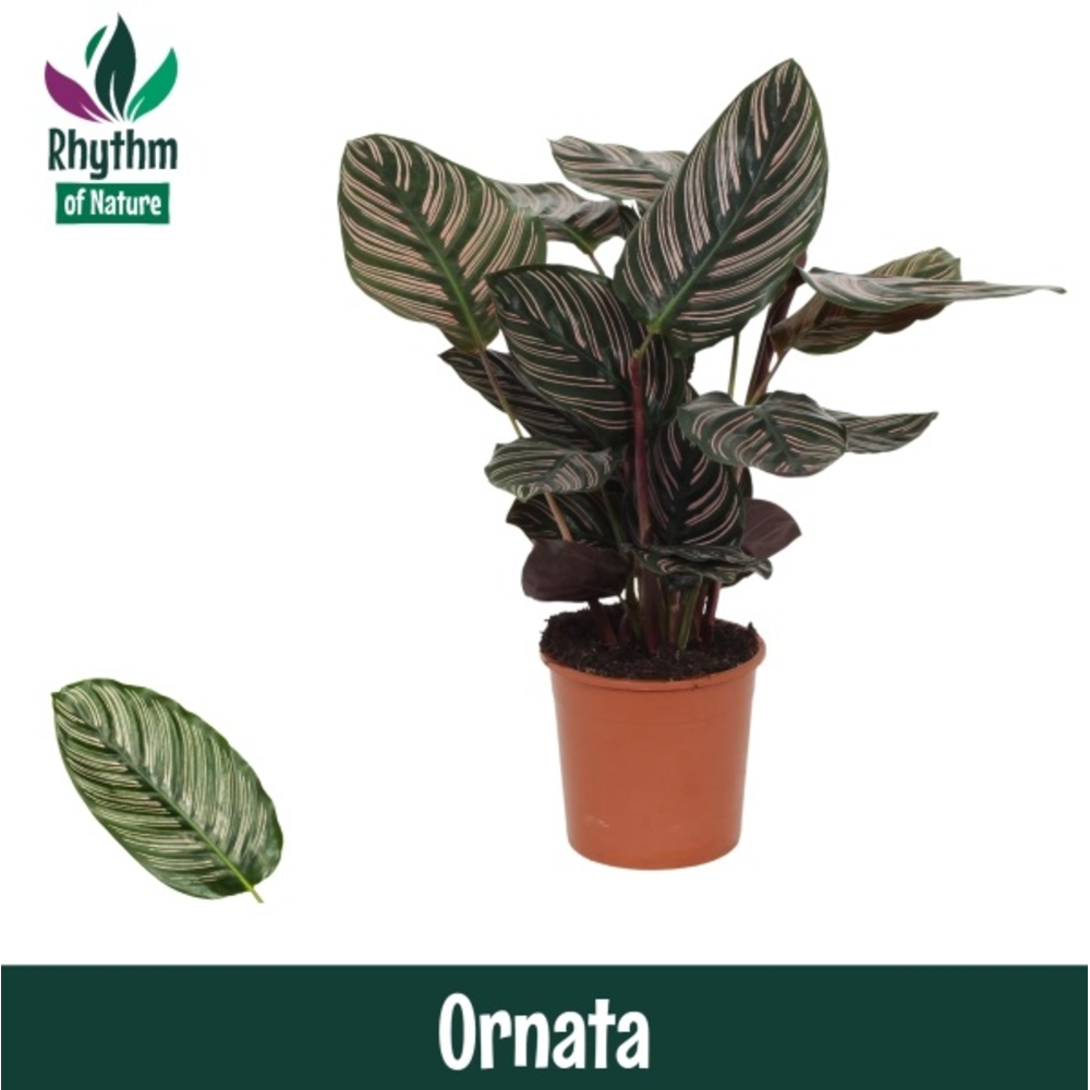 Calathea 14cm Ornata Rhythm of Nature.