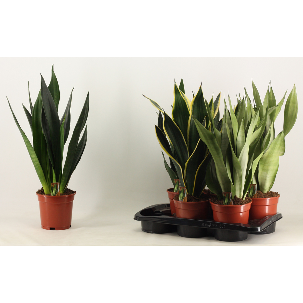 Sansevieria Super mix 17 cm.