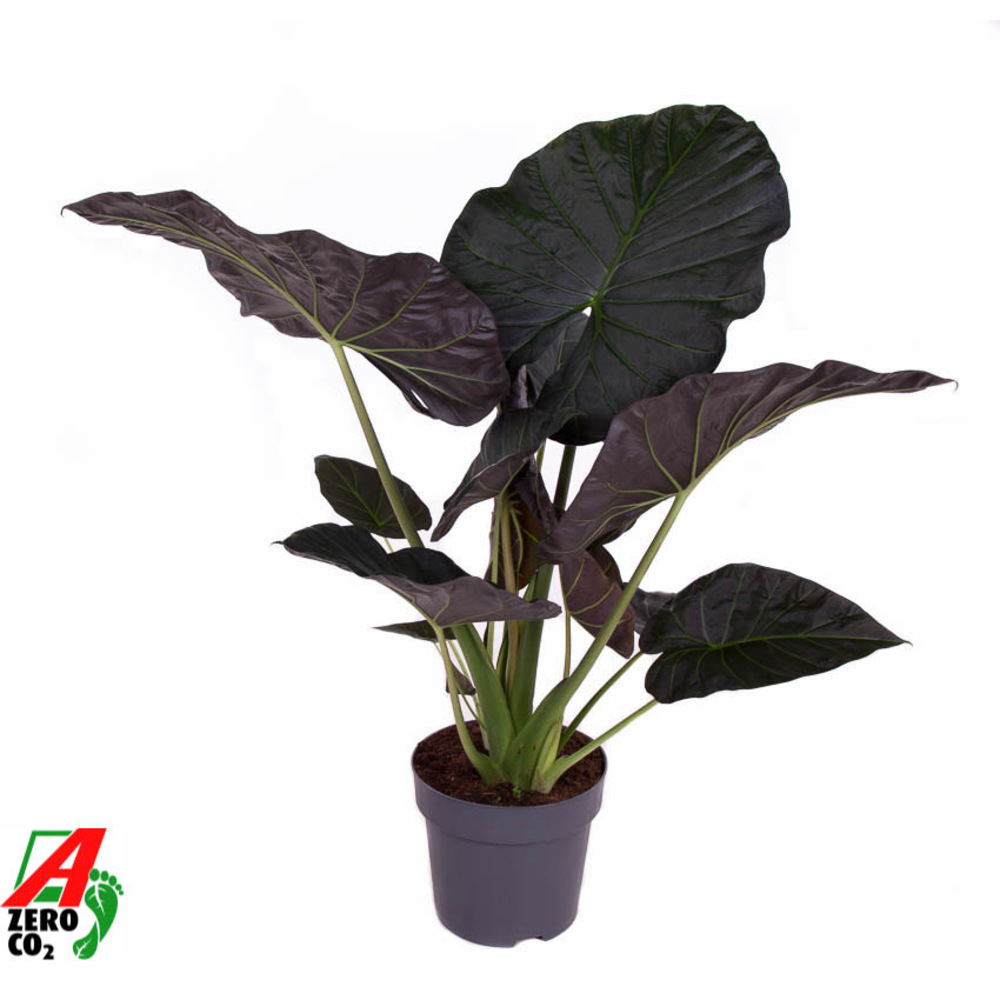 Alocasia Regal Shields (NO GAP).