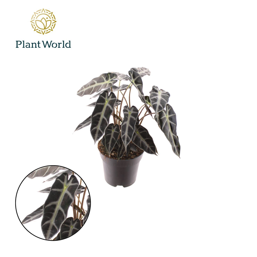 Alocasia Bambino Arrow 2 p.p..