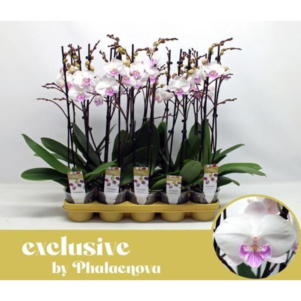 Mia 2-tak 60cm (GROEN).