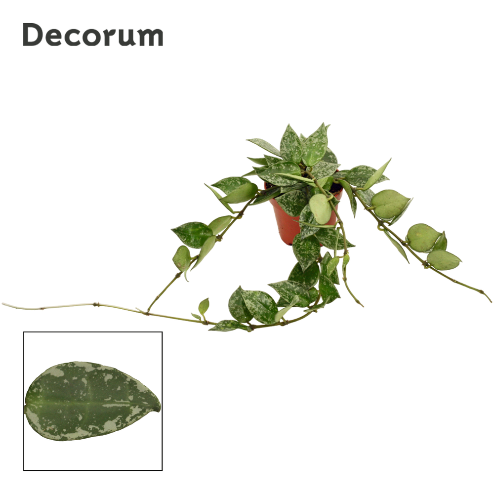 Hoya krohniana 6 cm Splash Decorum.