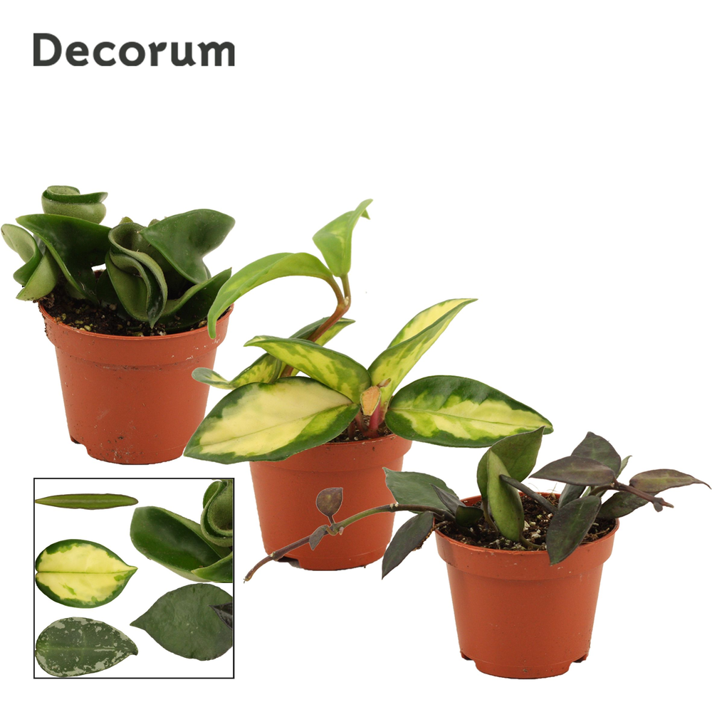 Hoya 6 cm mix Decorum.