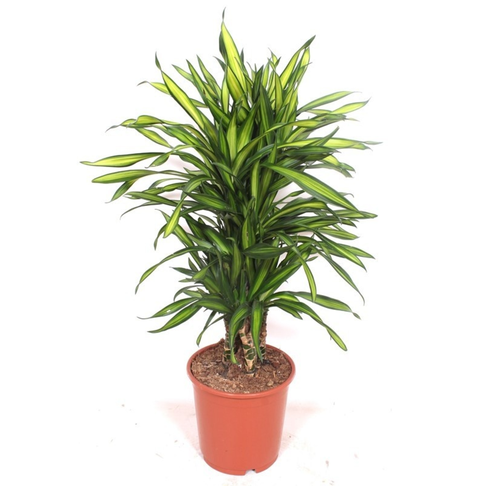 Dracaena Riki.