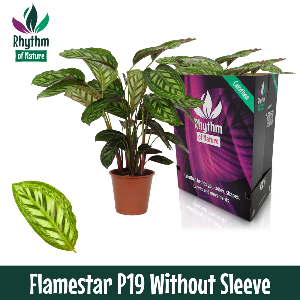 Calathea 19cm Flamestar Rhythm of Nature zonder ho.