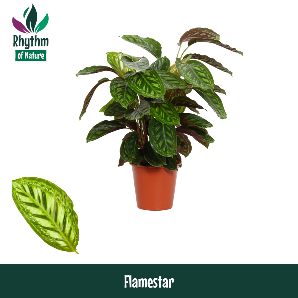 Calathea 19cm Flamestar Rhythm of Nature.