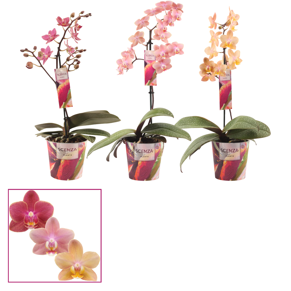 Phalaenopsis perfíum 1 tak mix (Scenza).