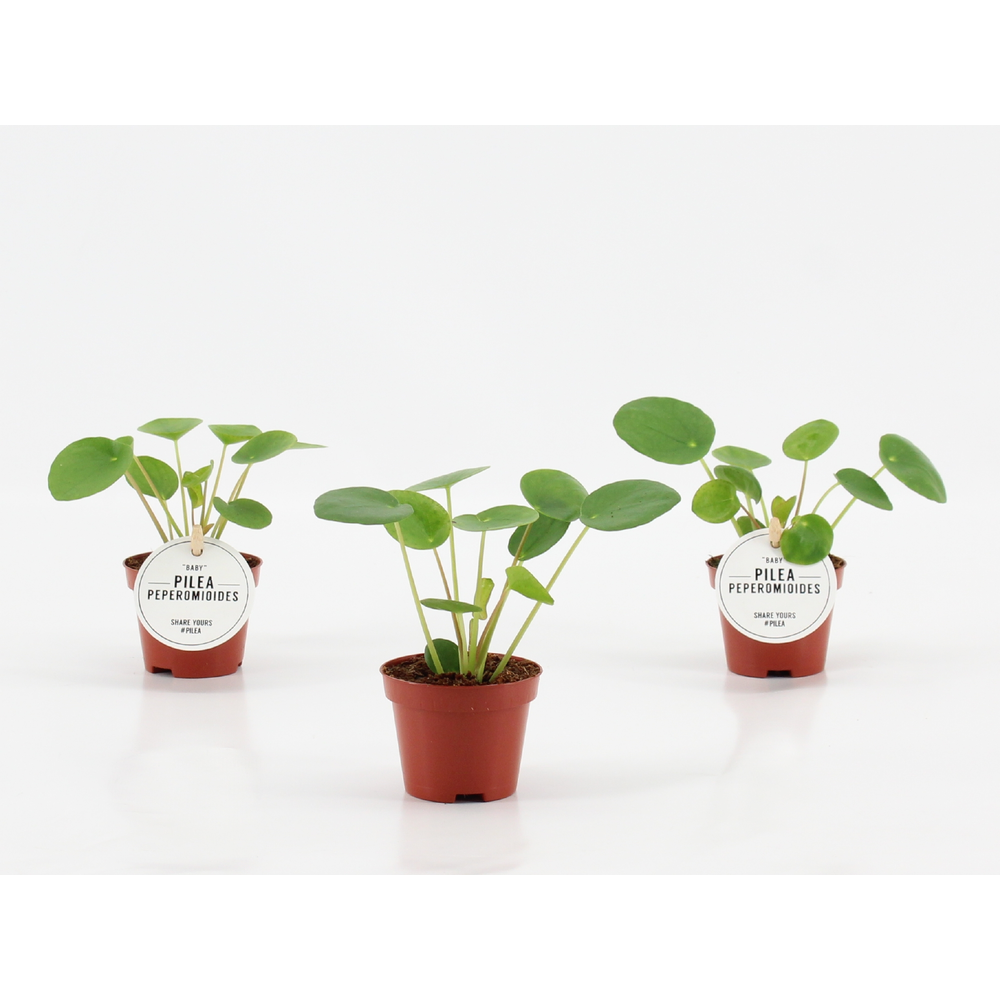 Pilea Peperomioides Baby.